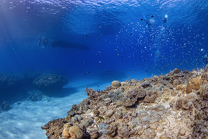 นักดำน้ำฝึกงาน Divemaster Internship ดำน้ำเป็นทีมกับ Divemate Scuba Club