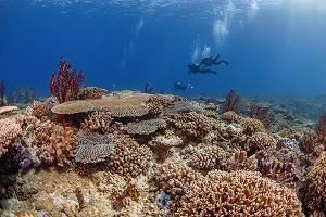 Kerama Islands Quefu Island จุดดำน้ำโอกินาว่า ภาพที่ 2