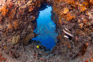 Crevasse รอยแยกใต้น้ำ เกาะ Tokashiki ภาพที่ 2