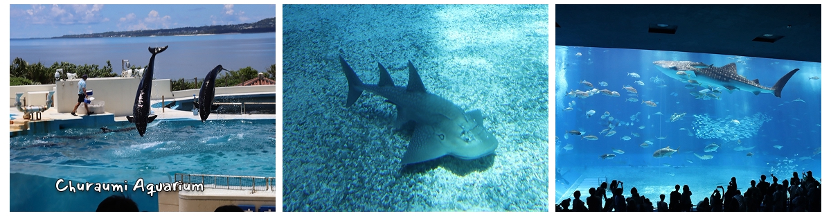 เยี่ยมชม Churaumi Aquarium วันที่สี่ของทริป Okinawa