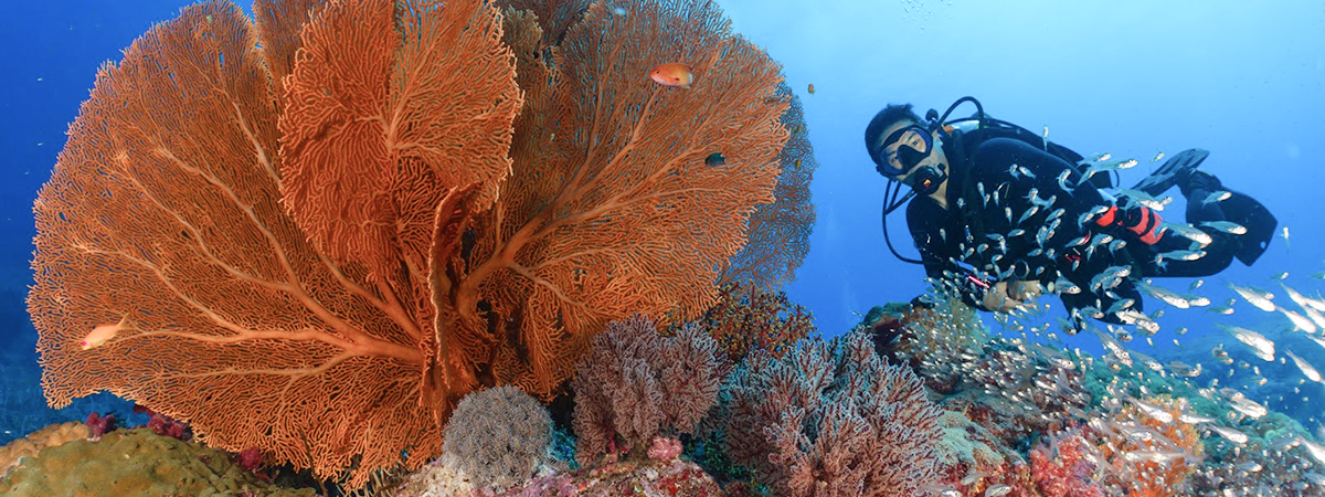 หลักสูตร Open Water Junior นักดำน้ำเยาวชน Divemate Scuba Club