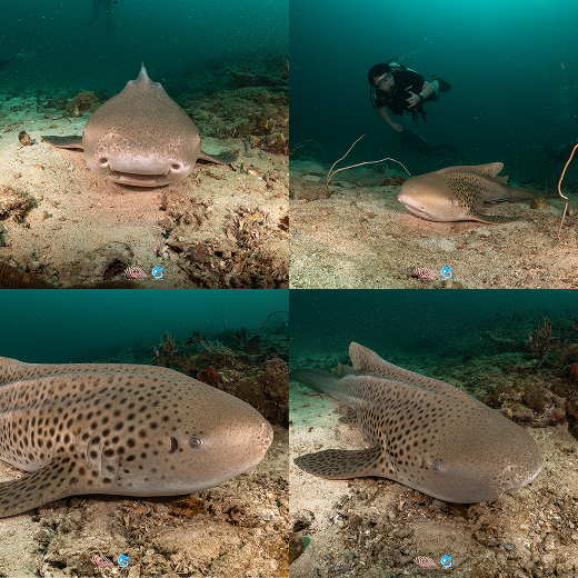 Koh Surin dive site, North Andaman