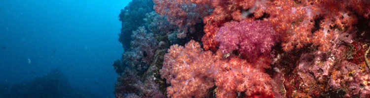 In-Content Image - Photorealistic premium travel-ad style photo of a purple soft coral pinnacle und