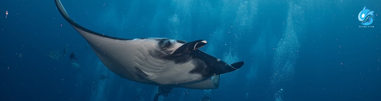 Banner Image - Photorealistic premium travel advertising photo of a majestic manta ray gliding above a cleaning station reef at Koh Bon, Thailand