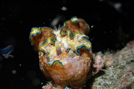 Night Dive วันที่ 4 เกาะ Alor ภาพที่ 2